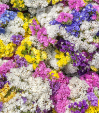 Limonka chobotnatá směs barev - Limonium sinuatum - osivo limonky - 80 ks