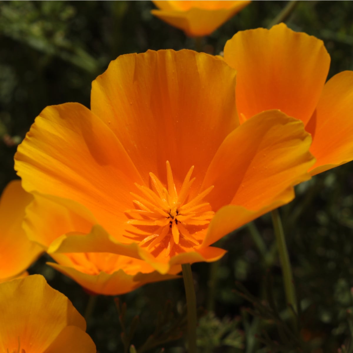 Sluncovka kalifornská oranžová - Eschscholzia californica - osivo sluncovky - 200 ks