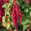 Laskavec ocasatý - Amaranthus caudatus - osivo laskavce - 300 ks