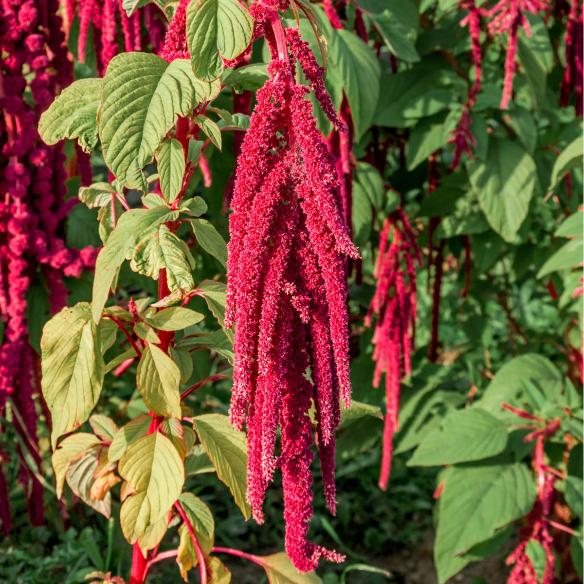 Laskavec ocasatý - Amaranthus caudatus - osivo laskavce - 300 ks