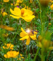 Krásenka žlutá Sunset - Cosmos sulphureus - osivo krásenky - 40 ks