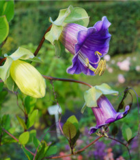 Vilec šplhavý modrý - Cobaea scandens - osivo vilce - 7 ks