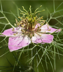 Černucha růžovobílá damašská směs - NIgella Damascena - osivo černuchy - 200 ks