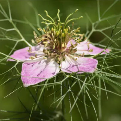 Černucha růžovobílá damašská směs - NIgella Damascena - osivo černuchy - 200 ks