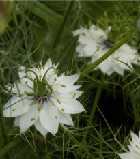 Černucha bílá damašská - Nigella Damascena - osivo černuchy - 150 ks