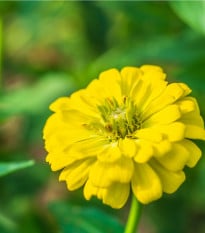 Ostálka jiřinkokvětá žlutá - Zinnia elegans - osivo ostálky - 50 ks