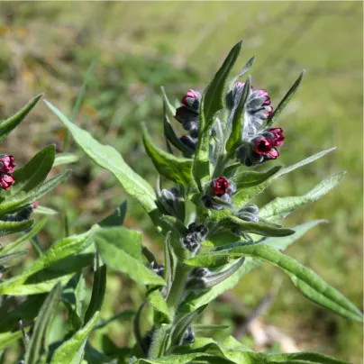 Užanka lékařská - Cynoglossum officinale - osivo užanky - 10 ks