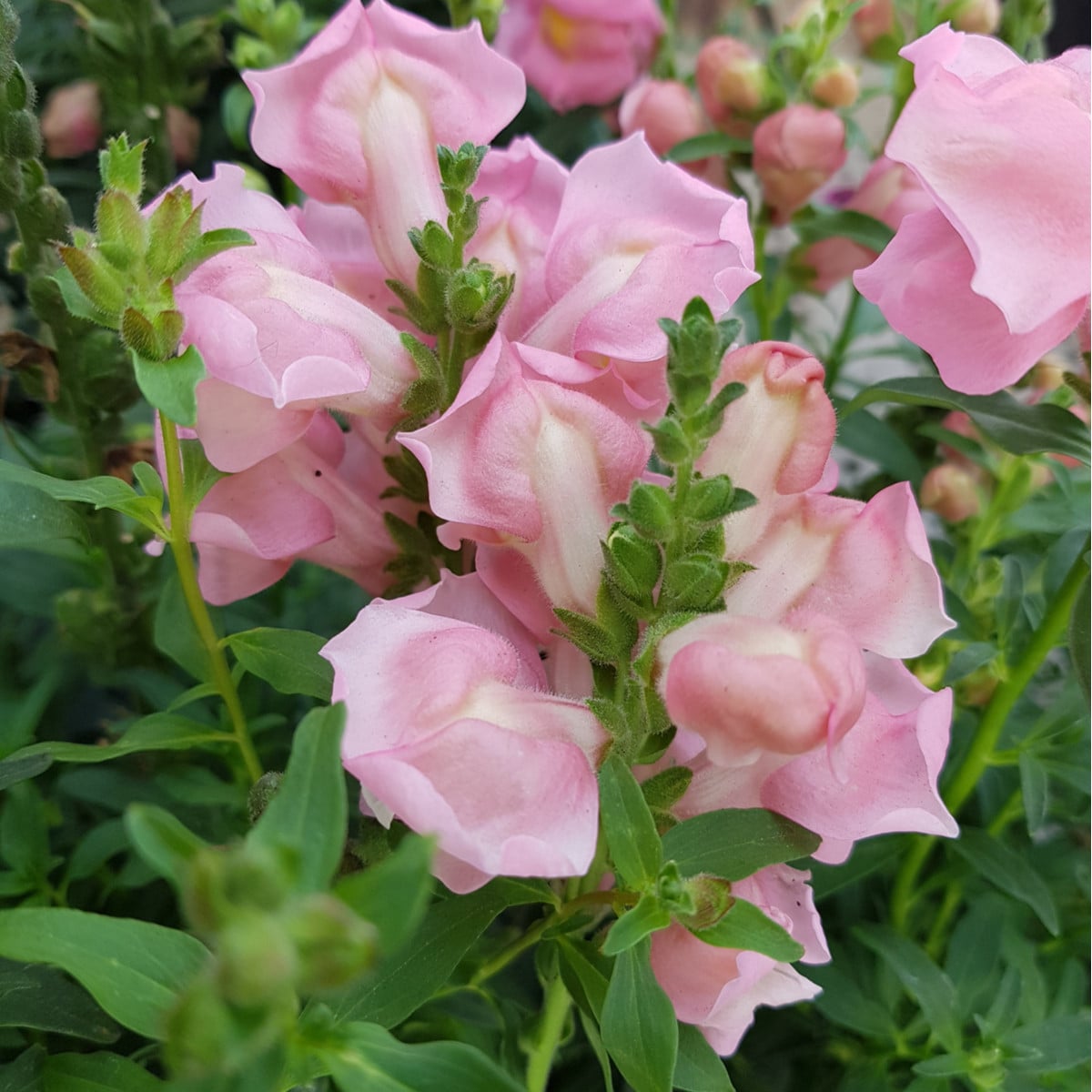 Hledík větší - Antirrhinum majus - osivo hledíku - 400 ks