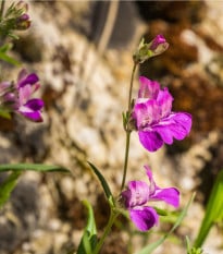 Kolinsie - Collinsia heterophylla - osivo kolinsie - 300 ks