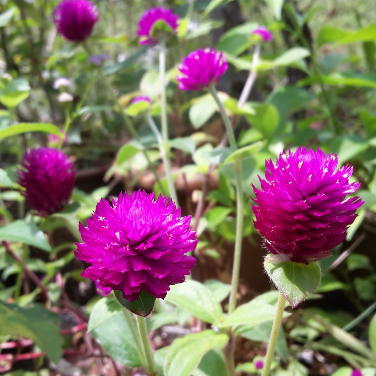 Pestrovka kulovitá fialová - Gomphrena globosa - osivo pestrovky - 25 ks