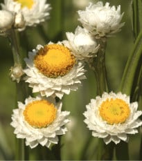 Slaměnka křídlatá - Ammobium alatum grandiflorum - osivo slaměnky - 100 ks