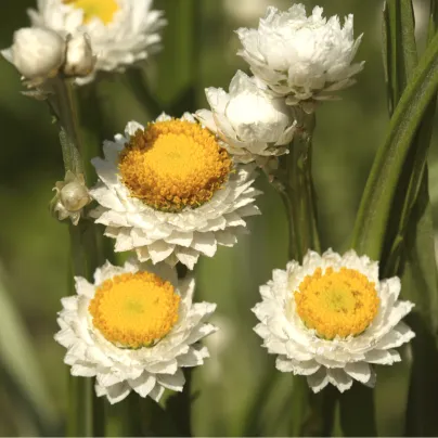 Slaměnka křídlatá - Ammobium alatum grandiflorum - osivo slaměnky - 100 ks