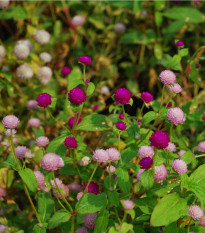 Pestrovka kulovitá směs barev - Gomphrena globosa - osivo pestrovky - 35 ks