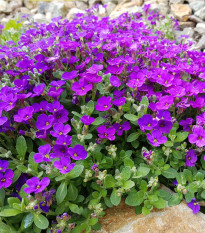 Tařička zahradní fialová - Aubrieta hybrida - osivo tařičky - 200 ks