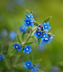 Pilát kapský - Anchusa capensis - osivo pilátu - 10 ks