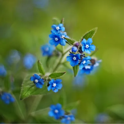 Pilát kapský - Anchusa capensis - osivo pilátu - 50 ks