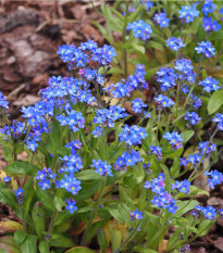 Pomněnka alpinská zakrslá - Myosotis alpestris - osivo pomněnky - 700 ks