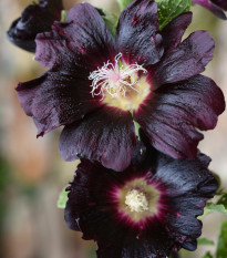 Topolovka růžová - Alcea rosea nigra - osivo topolovky - 7 ks