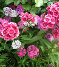 Hvozdík bradatý plnokvětý směs - Dianthus barbatus - osivo hvozdíku - 250 ks
