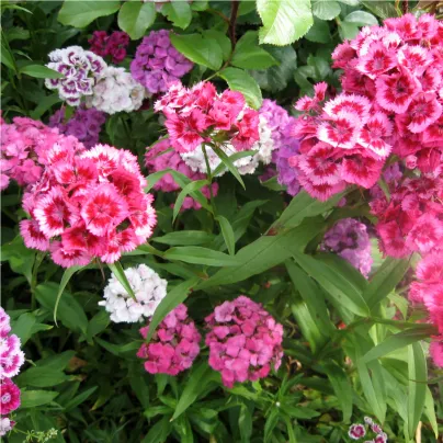 Hvozdík bradatý plnokvětý směs - Dianthus barbatus - osivo hvozdíku - 250 ks