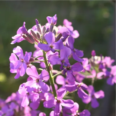 Měsíčnice fialová roční Honesty - Lunaria annua - osivo měsíčnice - 50 ks