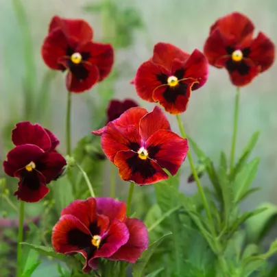 Maceška červená Abendglut - Viola wittrockiana - osivo macešky - 200 ks