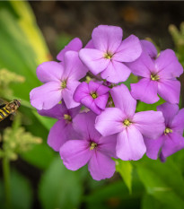 Večernice vonná - Hesperis matronalis - osivo večernice - 100 ks