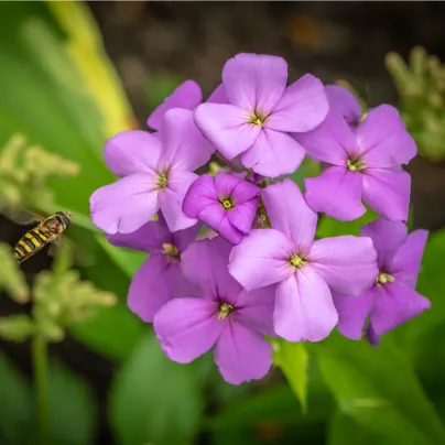 Večernice vonná - Hesperis matronalis - osivo večernice - 100 ks