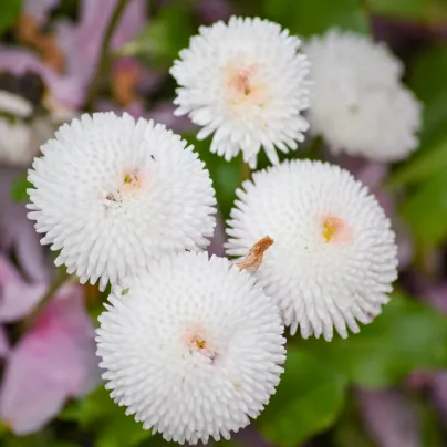 Sedmikráska bílá pomponková - Bellis perennis - osivo sedmikrásky - 0,1 g