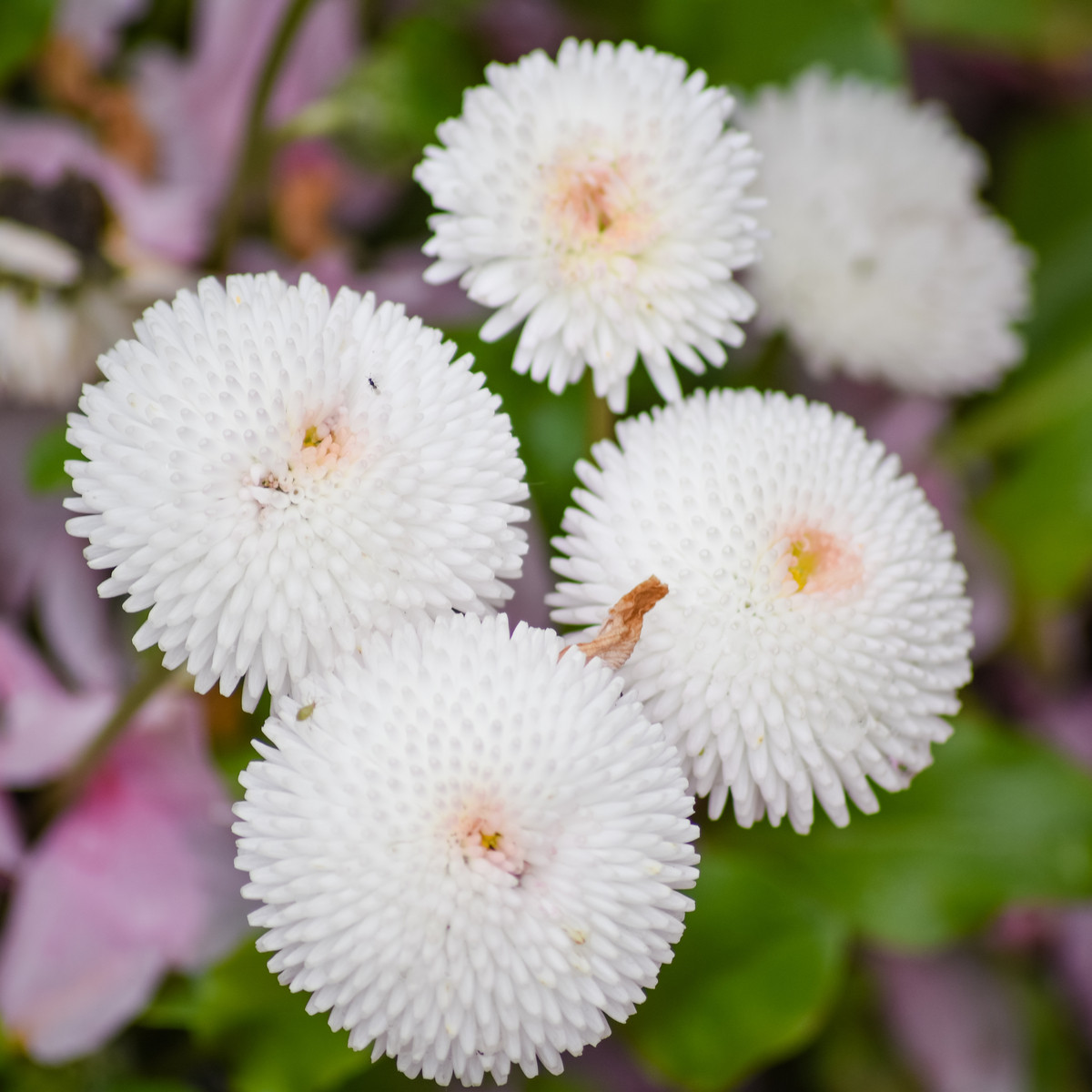 Sedmikráska bílá pomponková - Bellis perennis - osivo sedmikrásky - 0,1 g