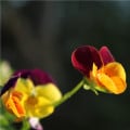 Maceška Jolly Joker F2 - Viola wittrockiana - osivo macešky - 20 ks