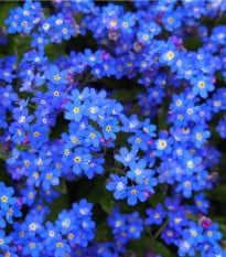 Pomněnka alpská modrá - Myosotis alpestris - osivo pomněnky - 130 ks