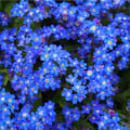 Pomněnka alpská modrá - Myosotis alpestris - osivo pomněnky - 130 ks