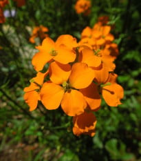 Chejr sibiřský - Cheiranthus allionii - osivo chejru - 500 ks