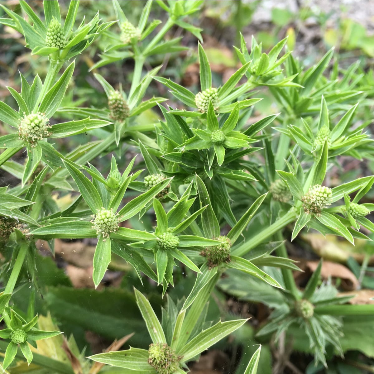 Koriandr mexický - Eryngium foetidum - osivo koriandru - 50 ks