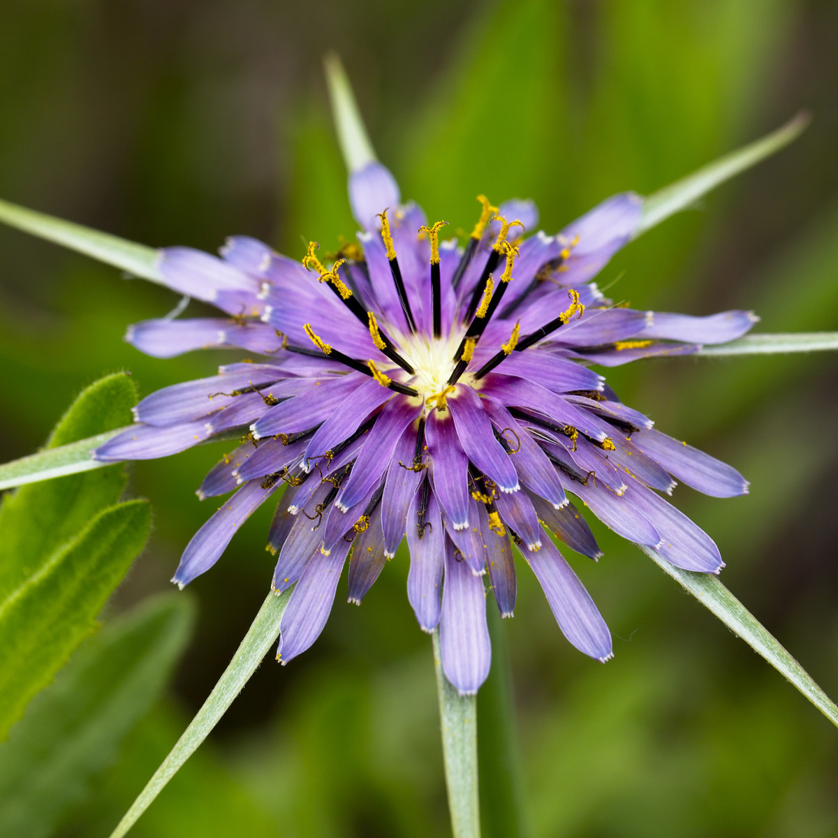 Kozí brada fialová - Tragopogon porrifolius - osivo kozí brady - 90 ks
