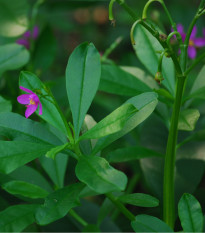 Ženšen korejský - Šrucha latnatá - Talinum paniculatum - osivo ženšenu - 15 ks