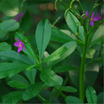 Ženšen korejský - Šrucha latnatá - Talinum paniculatum - osivo ženšenu - 15 ks