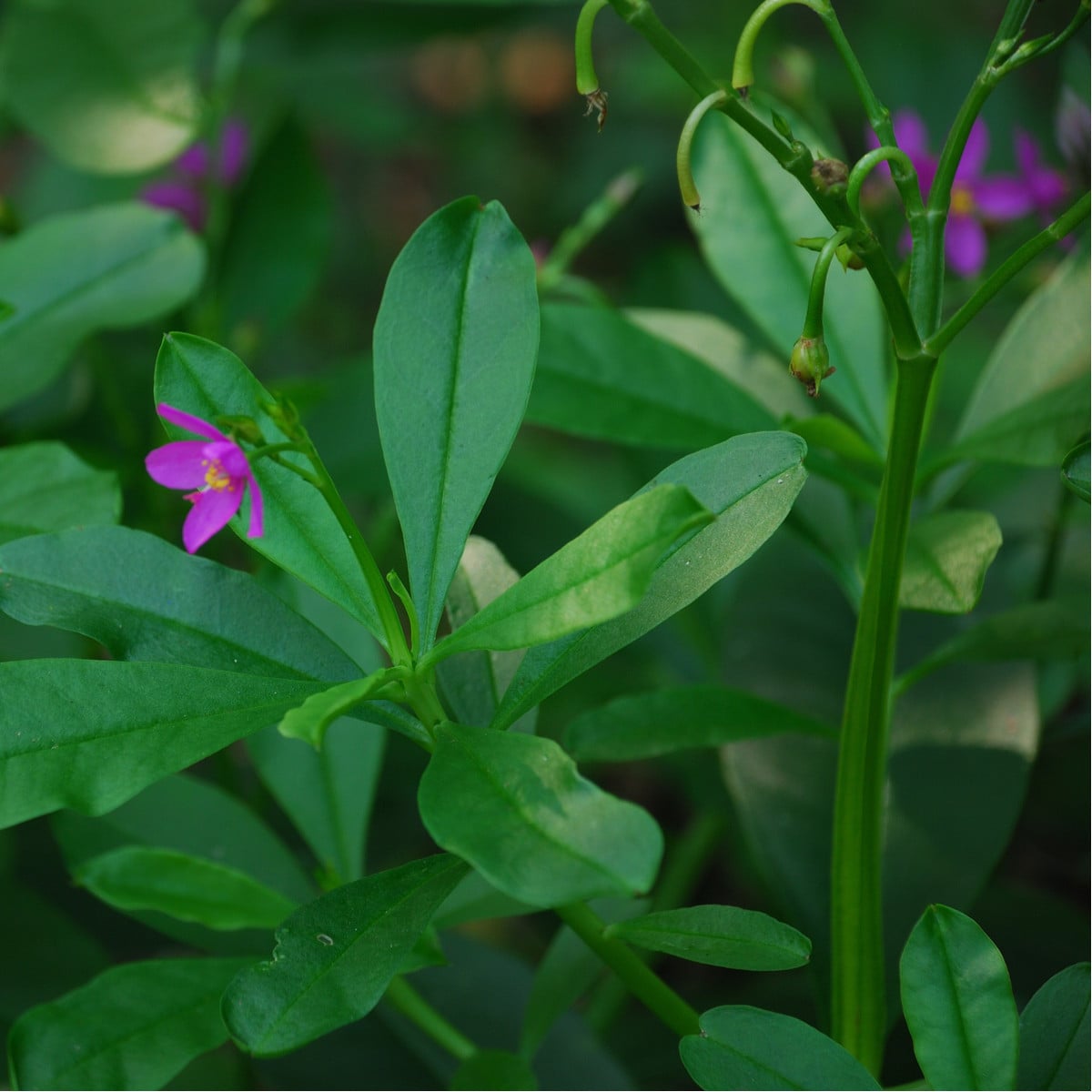 Ženšen korejský - Šrucha latnatá - Talinum paniculatum - osivo ženšenu - 15 ks