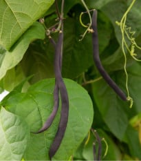 Fazole tyčková modrá Blauhilde - Phaseolus vulgaris - osivo fazole - 20 ks