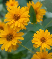 Měsíček lékařský - Oranžová koule - Calendula officinalis - osivo měsíčku - 65 ks