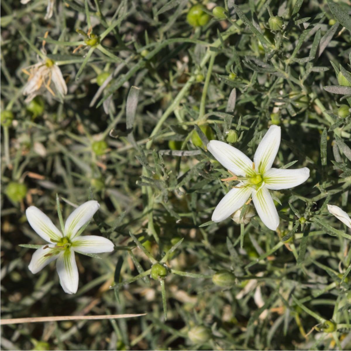 Harmala stepní - Stepní routa - Peganum harmala - osivo harmaly - 30 ks