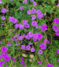 Verbena - Sporýš lékařský - Verbena officinalis - osivo sporýše - 200 ks