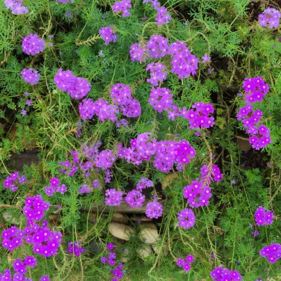 Verbena - Sporýš lékařský - Verbena officinalis - osivo sporýše - 200 ks