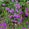 Verbena - Sporýš lékařský - Verbena officinalis - osivo sporýše - 200 ks