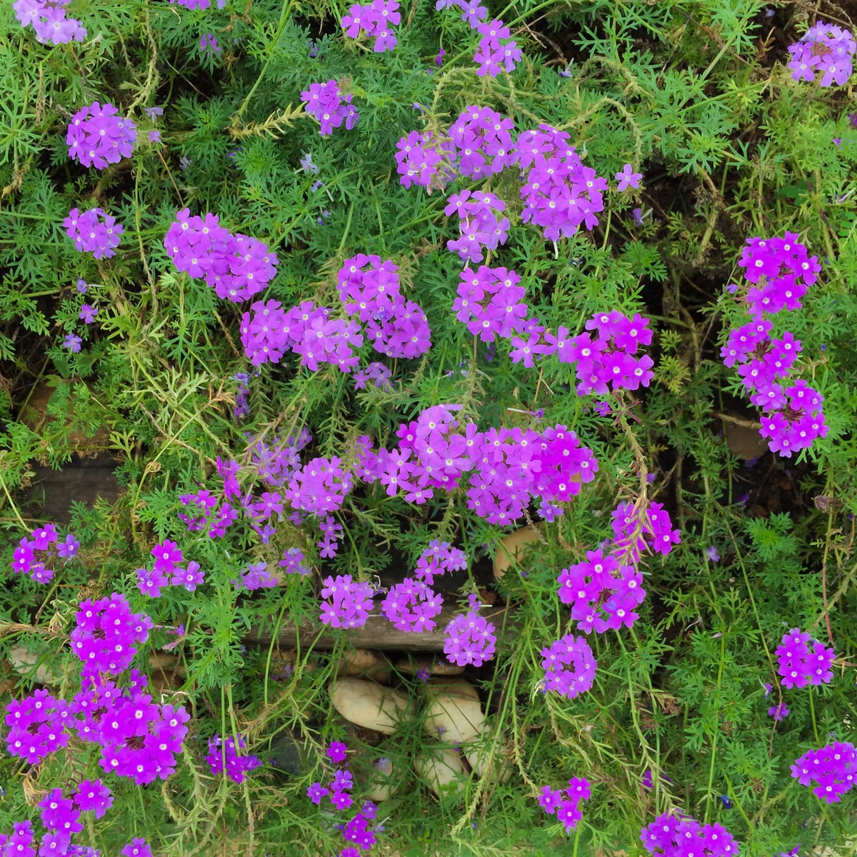 Verbena - Sporýš lékařský - Verbena officinalis - osivo sporýše - 200 ks