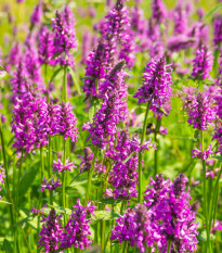 Bukvice lékařská - Betonica officinalis - osivo bukvice - 20 ks