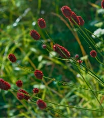 Krvavec Toten - Sanguisorba officinalis - osivo krvavce - 8 ks