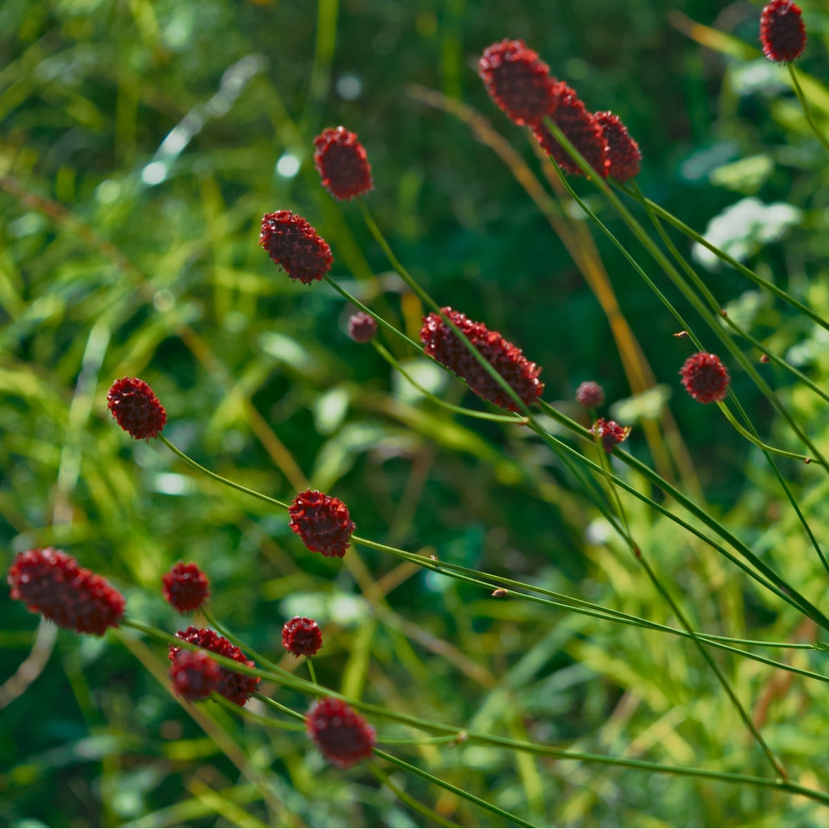 Krvavec Toten - Sanguisorba officinalis - osivo krvavce - 8 ks
