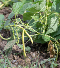Fazole keříčková Maxi - Phaseolus vulgaris - osivo fazole - 30 ks
